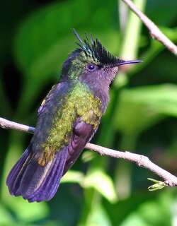凤头蜂鸟 / Antillean Crested Hummingbird / Orthorhyncus cristatus