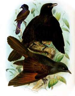 肯氏狭尾椋鸟 / Kenrick’s Starling / Poeoptera kenricki