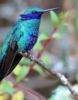 辉紫耳蜂鸟 / Sparkling Violetear / Colibri coruscans