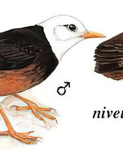 岛鸫 / Island Thrush / Turdus poliocephalus