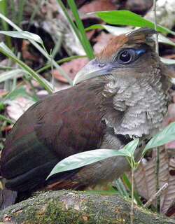 棕腹鸡鹃 / Rufous-vented Ground Cuckoo / Neomorphus geoffroyi