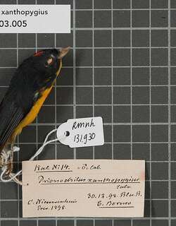 加里曼丹啄花鸟 / Yellow-rumped Flowerpecker / Prionochilus xanthopygius