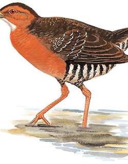 斑胁田鸡 / Band-bellied Crake / Zapornia paykullii