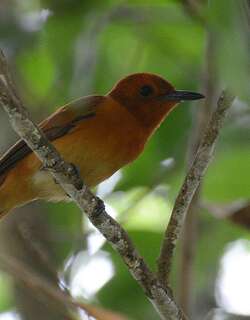 棕寿带 / Rufous Paradise Flycatcher / Terpsiphone cinnamomea