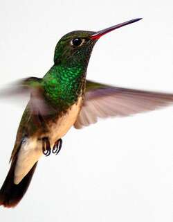 辉喉蜂鸟 / Glittering-throated Emerald / Chionomesa fimbriata