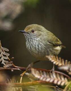 塔岛刺嘴莺 / Tasmanian Thornbill / Acanthiza ewingii