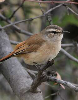 沙薮鸲 / Kalahari Scrub Robin / Cercotrichas paena
