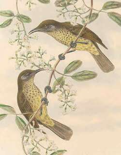 白簇岩吸蜜鸟 / Scaly-breasted Honeyeater / Lichmera squamata