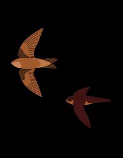 印度金丝燕 / Indian Swiftlet / Aerodramus unicolor