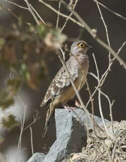 裸脸地鸠 / Bare-faced Ground Dove / Metriopelia ceciliae