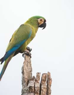 栗额金刚鹦鹉 / Chestnut-fronted Macaw / Ara severus