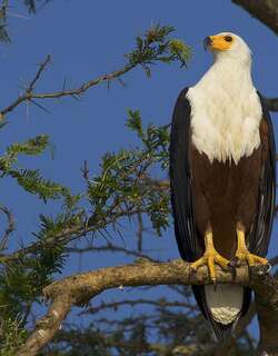 吼海雕 / African Fish Eagle / Haliaeetus vocifer