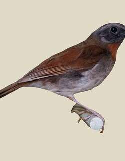 红喉鸲鸫 / Red-throated Alethe / Chamaetylas poliophrys