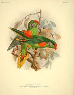 红斑鹦鹉 / Red-fronted Lorikeet / Charmosyna rubronotata
