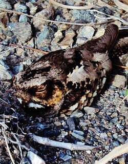 菲律宾夜鹰 / Philippine Nightjar / Caprimulgus manillensis