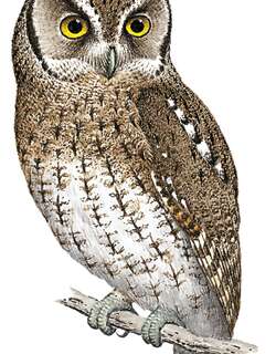 马氏角鸮 / Koepcke’s Screech Owl / Megascops koepckeae