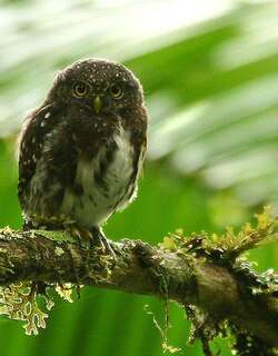 哥斯达黎加鸺鹠 / Costa Rican Pygmy Owl / Glaucidium costaricanum