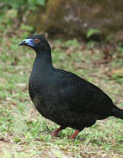 黑镰翅冠雉 / Black Guan / Chamaepetes unicolor