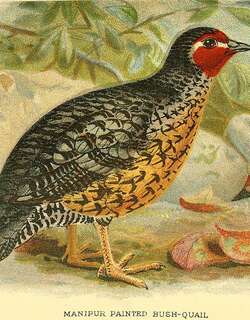 阿萨姆林鹑 / Manipur Bush Quail / Perdicula manipurensis