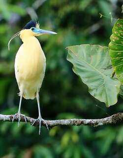 蓝嘴黑顶鹭 / Capped Heron / Pilherodius pileatus