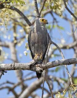 灰头隼 / Dickinson’s Kestrel / Falco dickinsoni