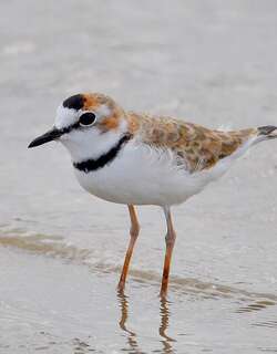 领鸻 / Collared Plover / Charadrius collaris