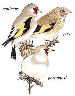 红额金翅雀 / European Goldfinch / Carduelis carduelis