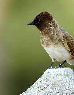 黑眼鹎 / Common Bulbul / Pycnonotus barbatus