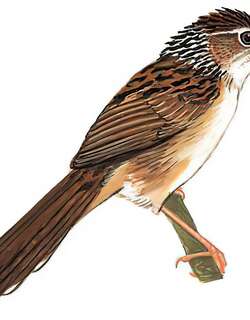 大草莺 / Chinese Grassbird / Graminicola striatus