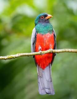 灰尾美洲咬鹃 / Slaty-tailed Trogon / Trogon massena