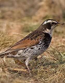 斑鸫 / Dusky Thrush / Turdus eunomus