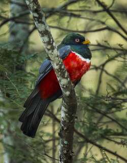 厄瓜多尔美洲咬鹃 / Ecuadorian Trogon / Trogon mesurus