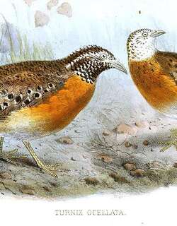 菲律宾三趾鹑 / Spotted Buttonquail / Turnix ocellatus