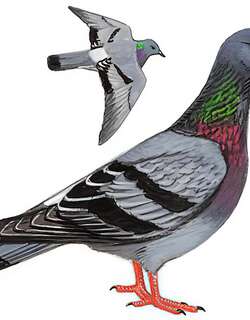 原鸽 / Rock Dove / Columba livia