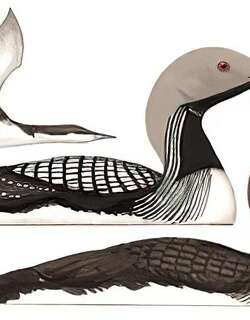 黑喉潜鸟 / Black-throated Loon / Gavia arctica