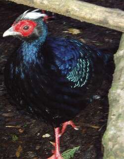 爱氏鹇 / Edwards’s Pheasant / Lophura edwardsi