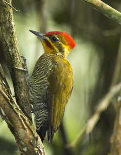 白眉啄木鸟 / Yellow-browed Woodpecker / Piculus aurulentus