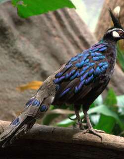 巴拉望孔雀雉 / Palawan Peacock-Pheasant / Polyplectron napoleonis