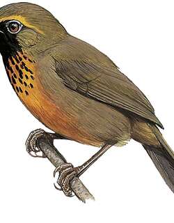 橙胸噪鹛 / Orange-breasted Laughingthrush / Garrulax annamensis