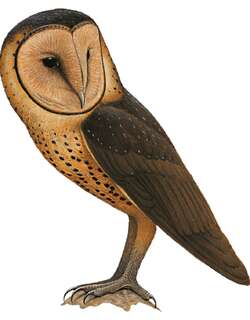 塔里仓鸮 / Taliabu Masked Owl / Tyto nigrobrunnea