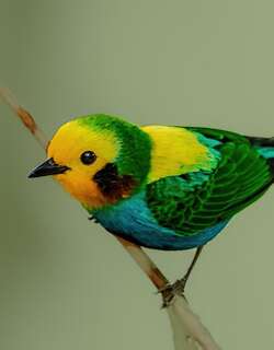彩绿雀 / Multicolored Tanager / Chlorochrysa nitidissima