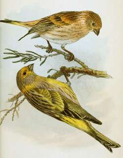 叙利亚丝雀 / Syrian Serin / Serinus syriacus