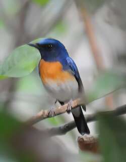 中华仙鹟 / Chinese Blue Flycatcher / Cyornis glaucicomans