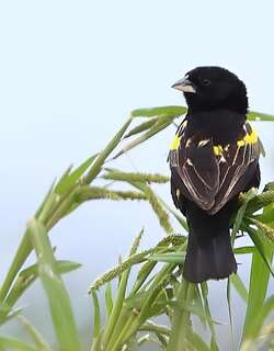 黄巧织雀 / Yellow Bishop / Euplectes capensis