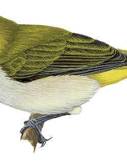 阿岛绣眼鸟 / Aldabra White-eye / Zosterops aldabrensis