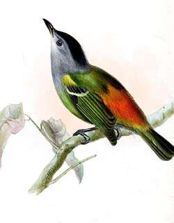 棕腰蚁鹩 / Rufous-rumped Antwren / Euchrepomis callinota