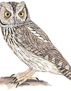 纵纹角鸮 / Pallid Scops Owl / Otus brucei