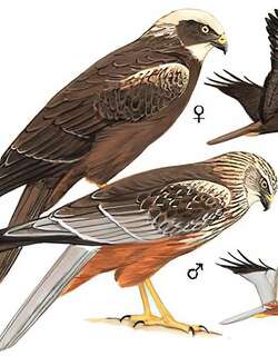 白头鹞 / Western Marsh Harrier / Circus aeruginosus