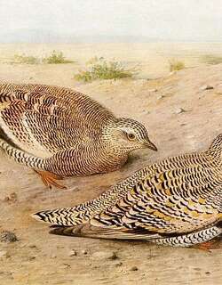 里氏沙鸡 / Lichtenstein’s Sandgrouse / Pterocles lichtensteinii
