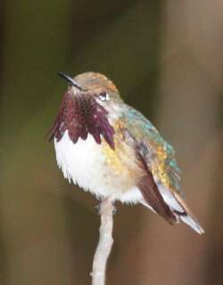 大瑰喉蜂鸟 / Bumblebee Hummingbird / Selasphorus heloisa